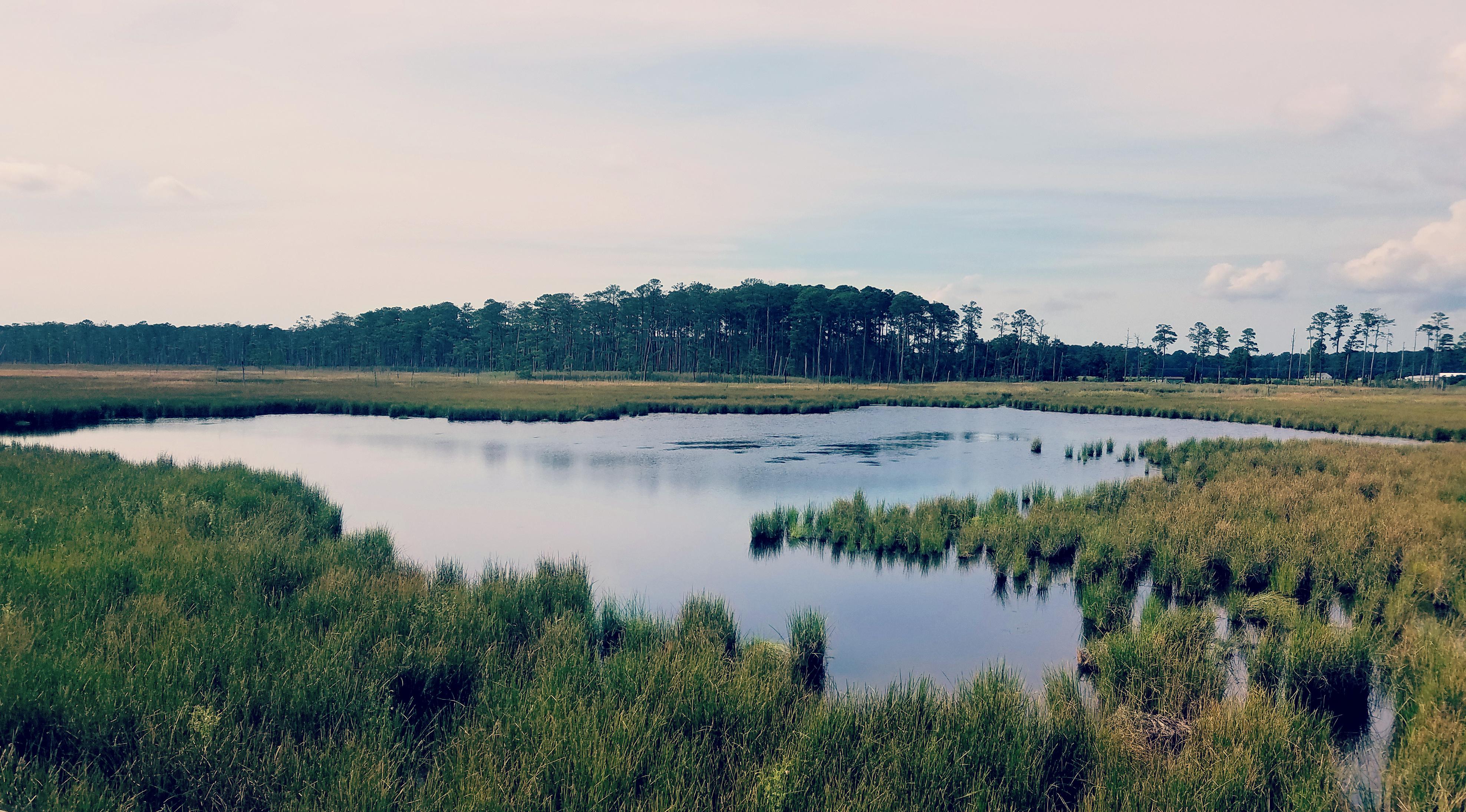 Blackwater National Wildlife Refuge