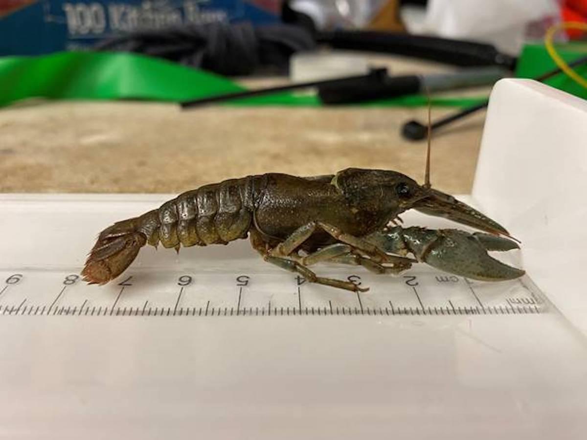 Northern Crayfish Found In Alberta Mountain Park