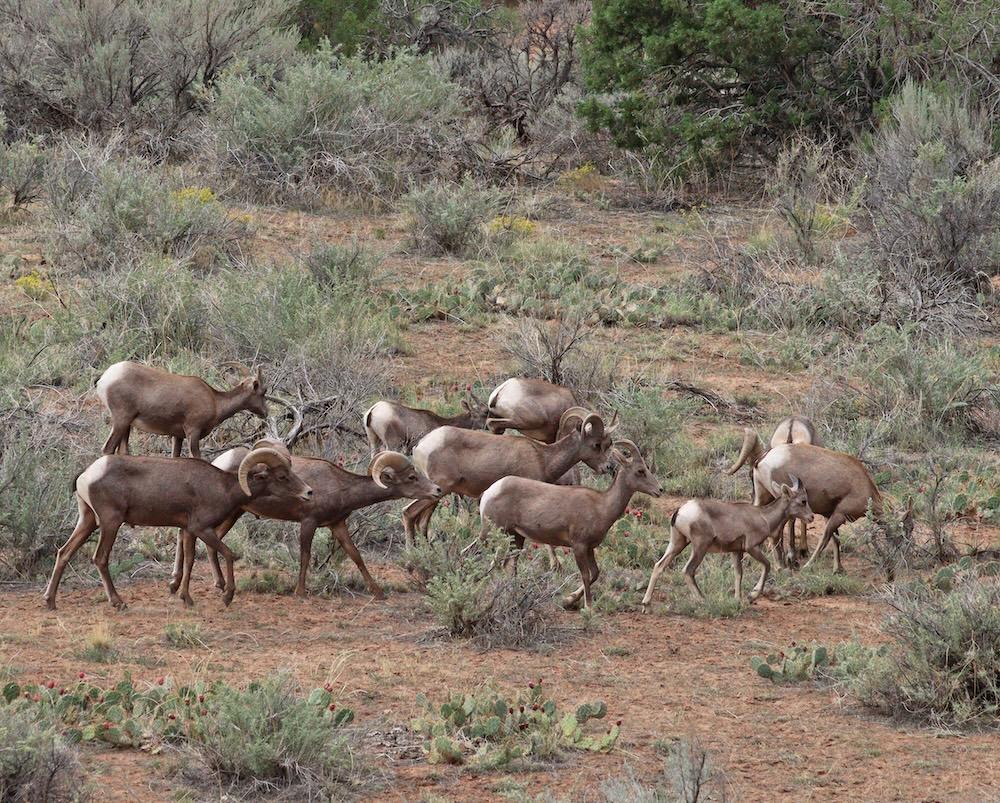 A herd of lambs, ewes, and rams during the rut in September