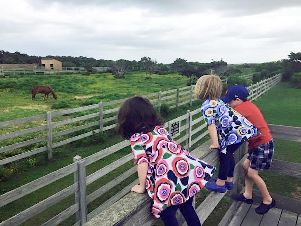 The ponies have been a popular draw with some Cape Hatteras visitors/Declan McCleaf