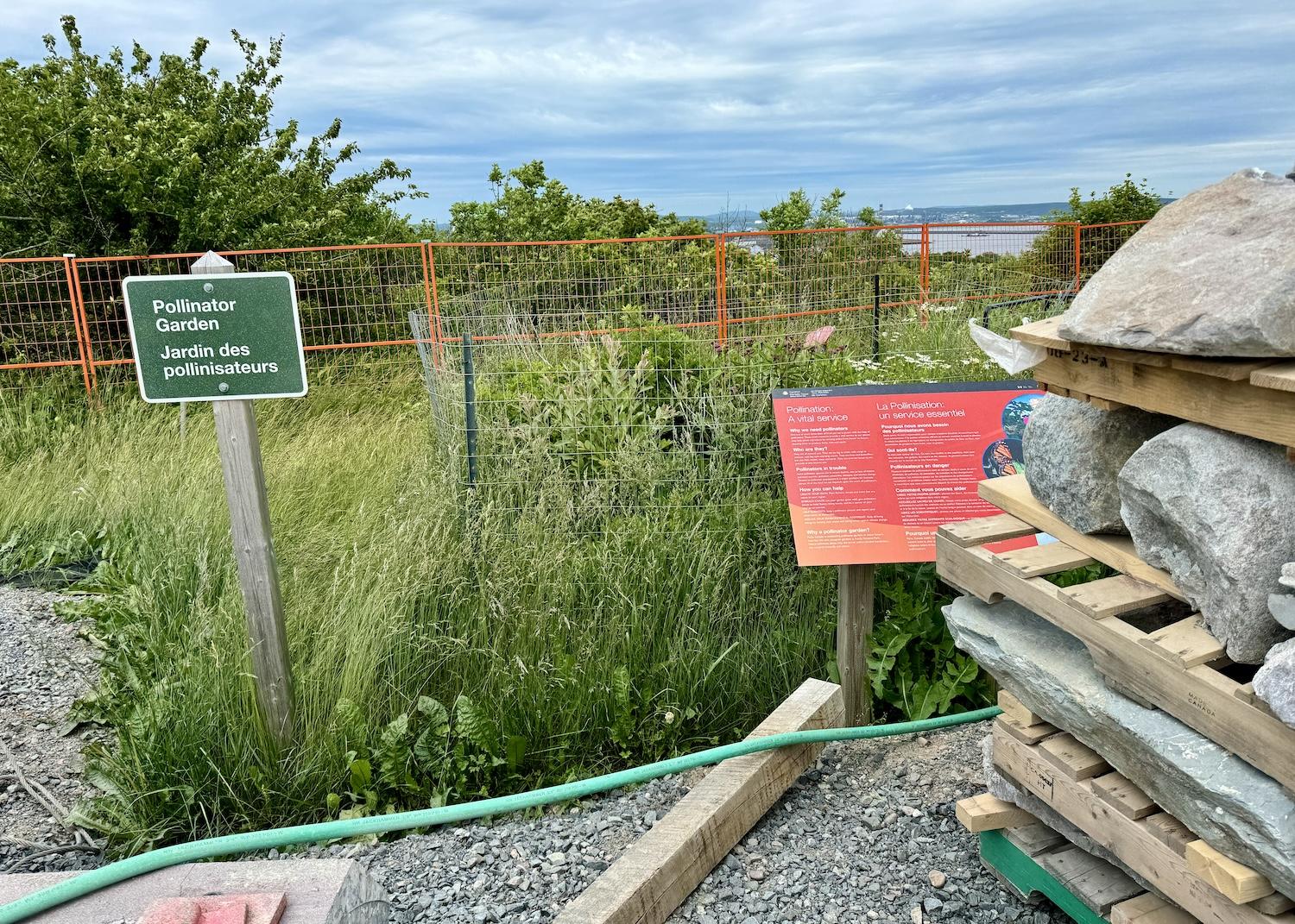 On the edge of construction at Carleton Martello Tower, the pollinator garden manages to thrive.