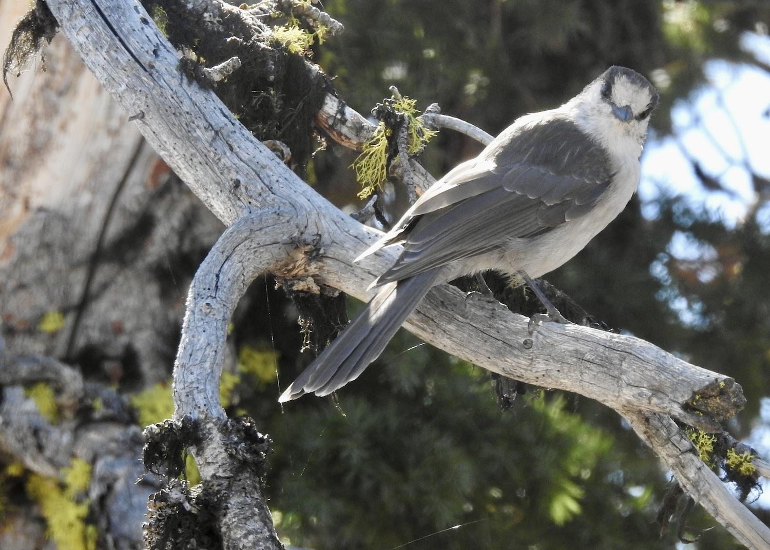 It was no Clark's nutcracker, but this Gray jay was spotted on the limb of a dead whitebark pine.