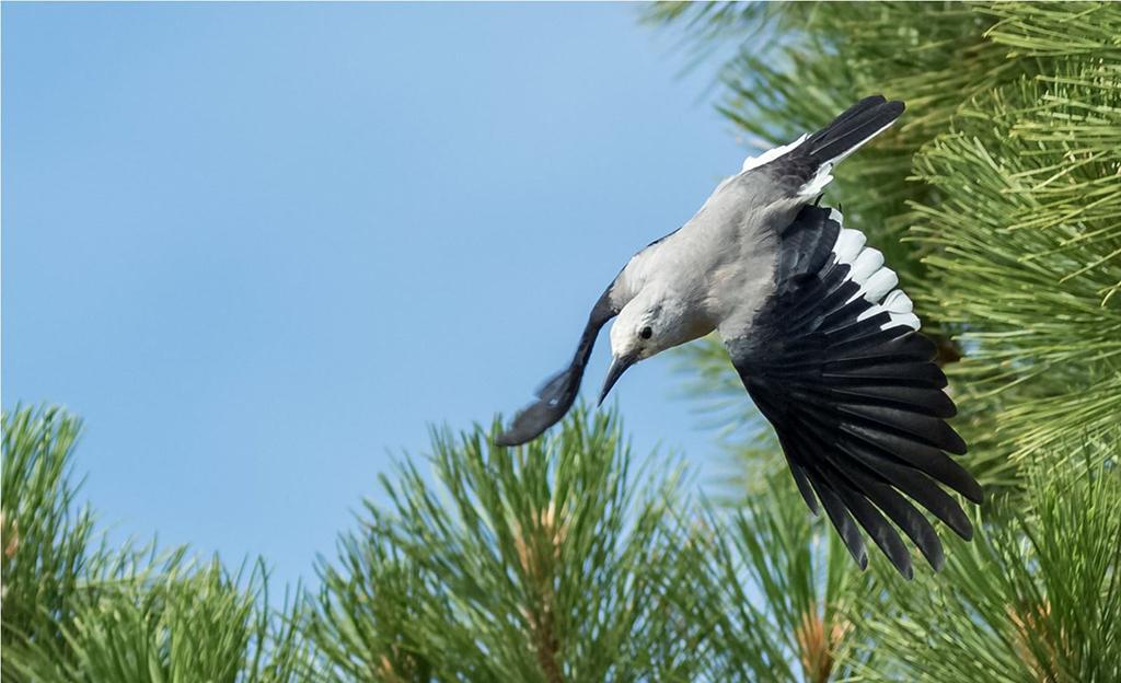 A Clark's nutcracker, Crater Lake National Park / NPS - Steven Hilger