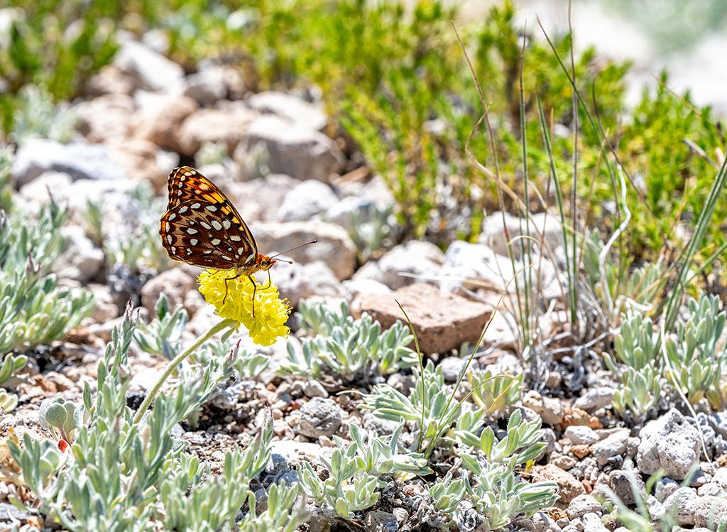 Butterfly and wildflower, Crater Lake National Park / Rebecca Latson