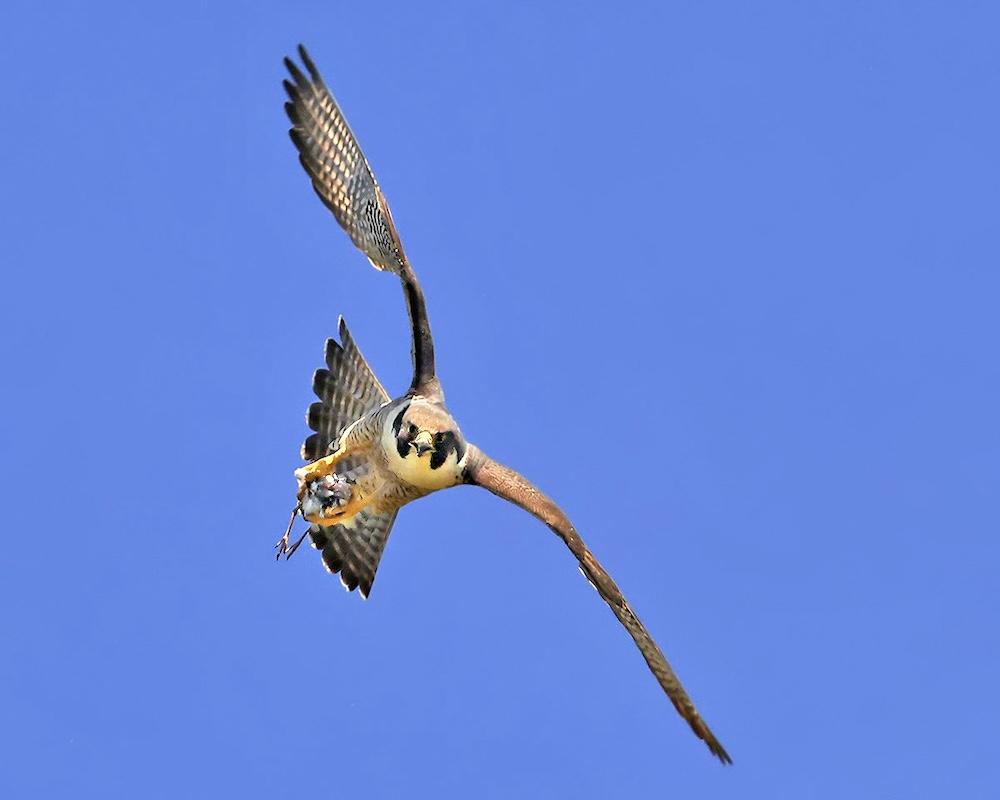 Peregrine falcon in flight facing the camera and clutching a small bird in its talons