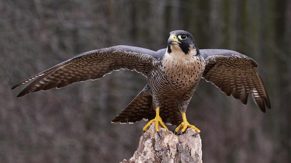 The annual falcon closure supports parent birds with new chicks and protects climbers from defensive birds/NPS