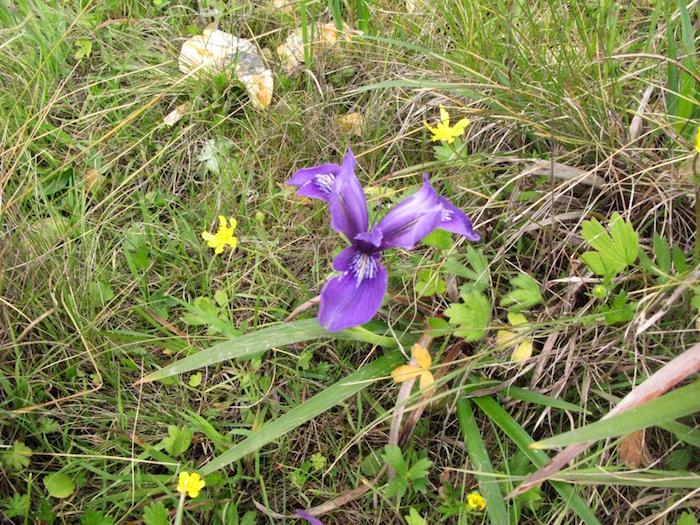 Douglas Iris Buttercups still bloom/Laura Cunningham