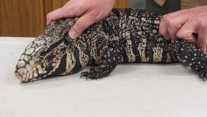 Tegu Lizard trap in the Florida Everglades baited with chicken eggs