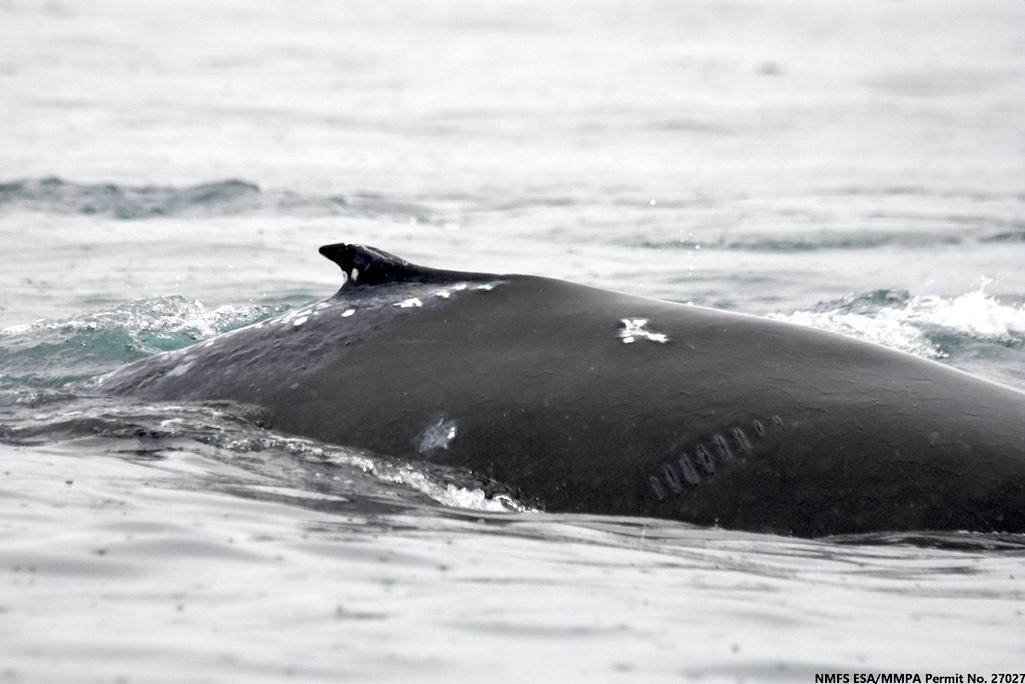 Example of recent evidence of propeller scar on humpback whale calf. Fortunately, this scar appears superficial and will not permanently injure this whale/NPS