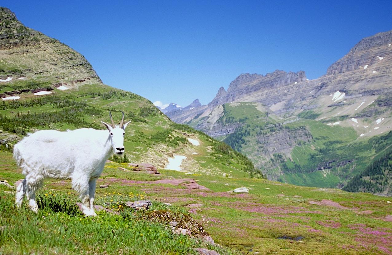 Glacier National Park has a new set of tools to help manage traffic, and protect wildlife, along the popular Going-to-the-Sun Road corridor/Kurt Repanshek file