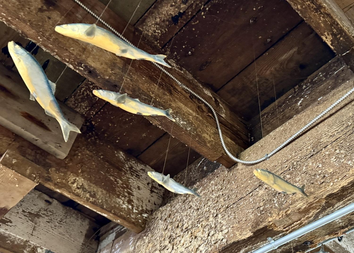 You can still see herring and salmon scales on the walls and ceiling of the Gulf of Georgia Cannery.