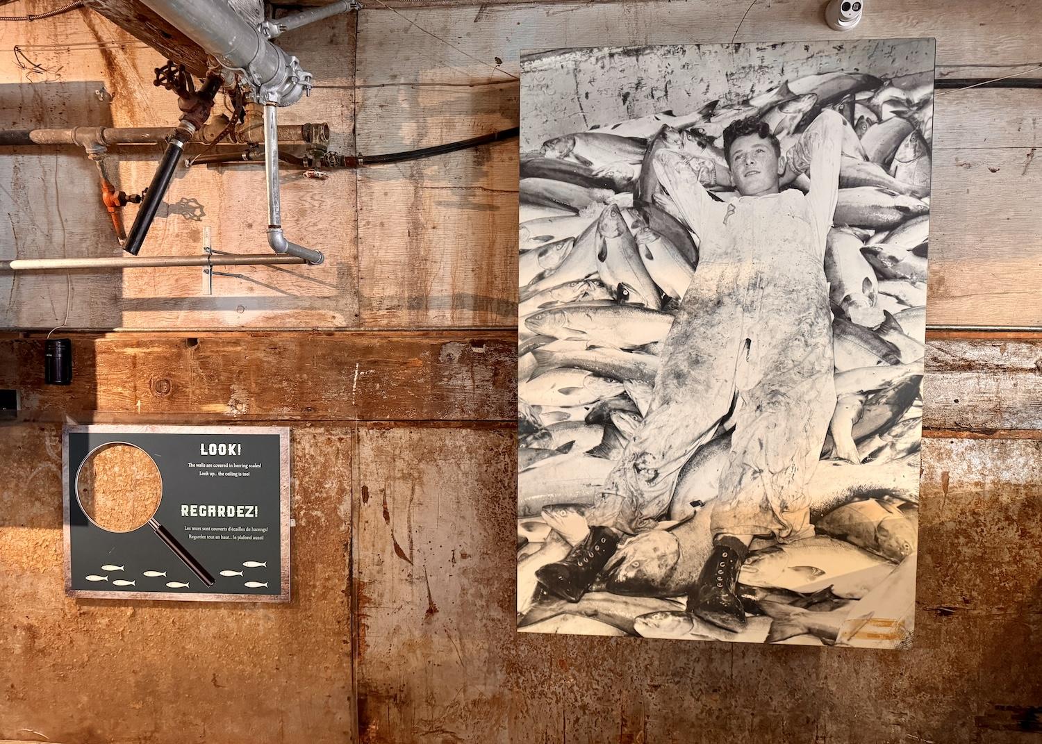 An iconic photo of a man lying on a mountain of salmon is on the Gulf of Georgia Cannery wall next to an area that showcases decades-old fish scales.