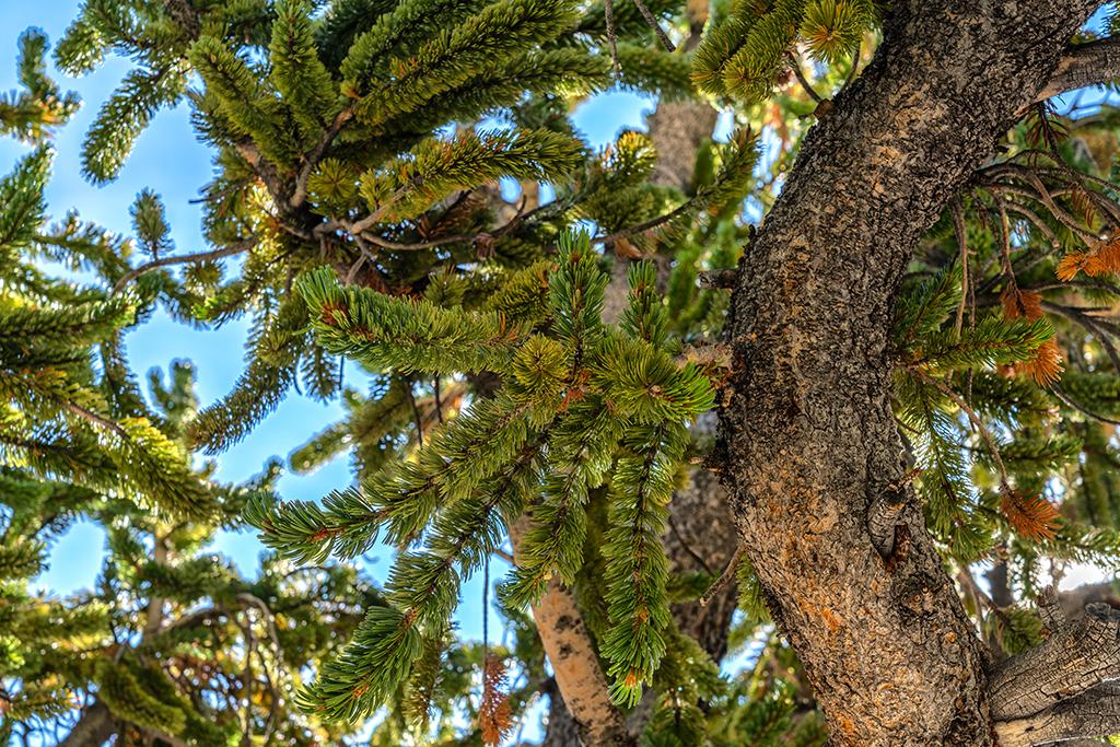 The "bottlebrush" configuration of needles on a Great Basin Bristlecone pine, Great Basin National Park / Rebecca Latson