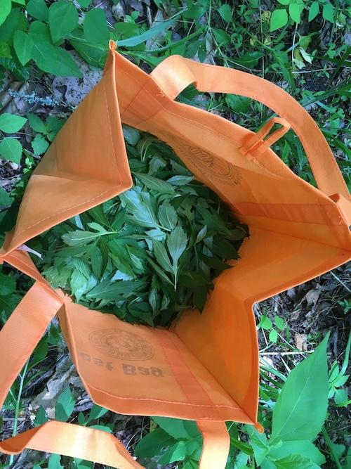 Enrolled members of the Eastern Band of Cherokee Indians who hold sochan-harvest permits collect the plant’s leaves in orange gathering bags. Photo provided by David Cozzo.