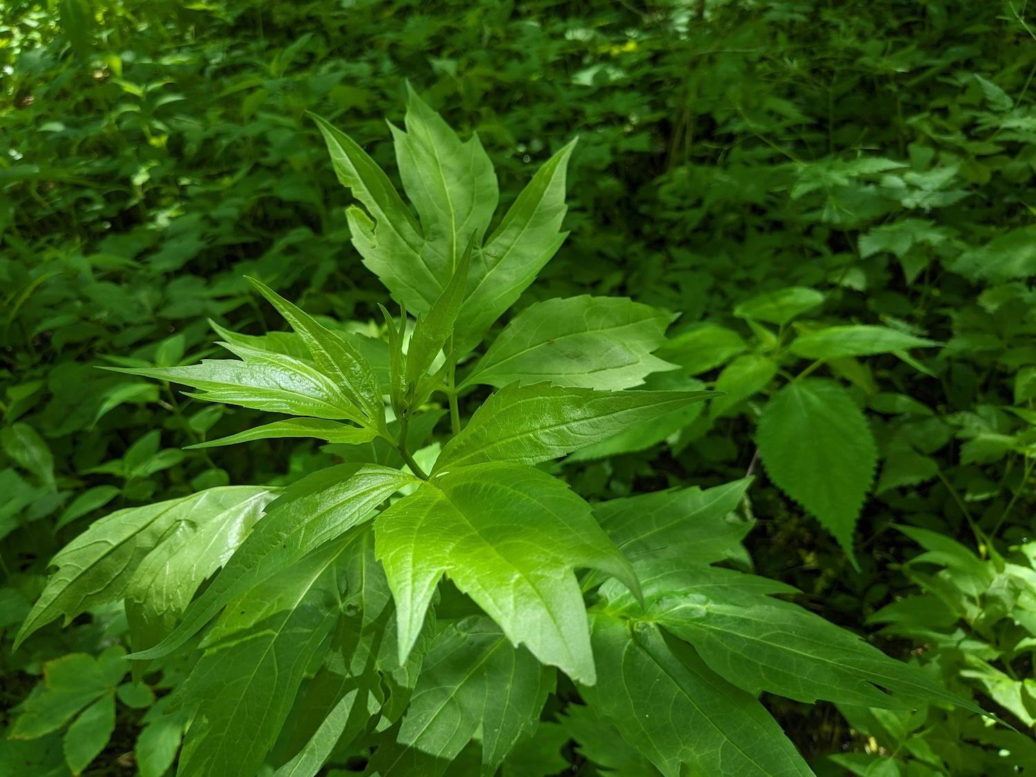 Sochan, also known as cutleaf coneflower or green-headed coneflower, is one of the first green plants to come up in the spring and has traditionally been an important source of food and nutrients for Cherokee people. Photo provided by Smokies Life, Holly 