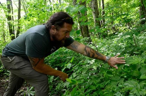 Eastern Band of Cherokee Indians Forest Resource Specialist and tribal member Tommy Cabe discusses the importance of sochan in Cherokee culture and the relationship tribal members maintain with the plant. Photo provided by Smokies Life, Holly Kays.