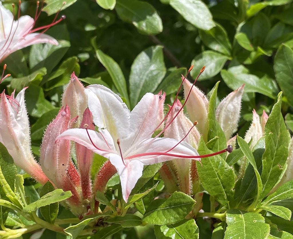 Sweet (or smooth) azalea, Great Smoky Mountains National Park / NPS -  Kenzie Connor