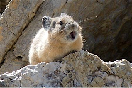 Pikas at Craters of the Moon (U.S. National Park Service)