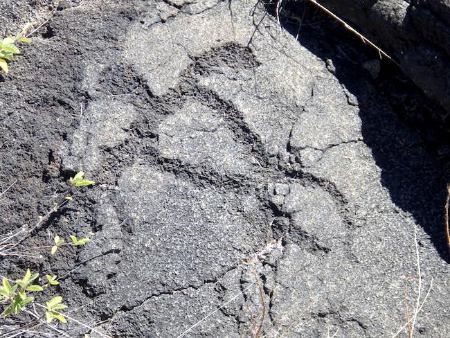 Sea turtles are represented among the thousands of petroglyphs at Pu'uloa/Kurt Repanshek