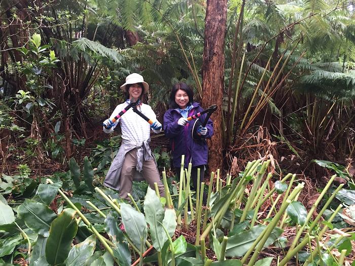 Two visitors help remove invasive plants in Hawai‘i Volcanoes/NPS