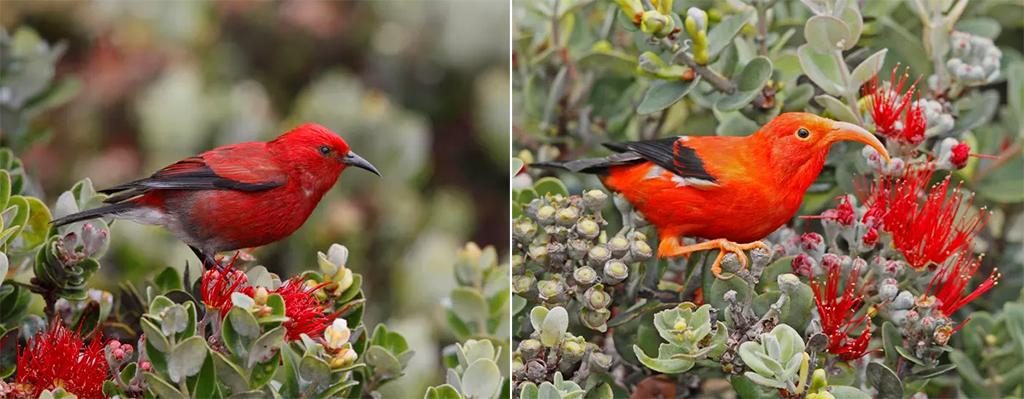 The ʻApapane and ʻiʻiwi, colorful, rare honeycreepers, Hawai'i Volcanoes National Park /  Jack Jeffrey via NPS