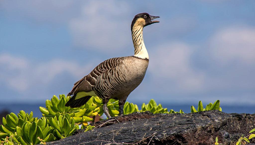 The nēnē, the rarest goose in the world, Hawai'i Volcanoes National Park / NPS - Janice  Wei