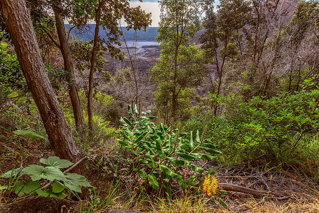 Invasive Himalayan ginger along the Kīlauea Iki trail, Hawai'i Volcanoes National Park / Rebecca Latson