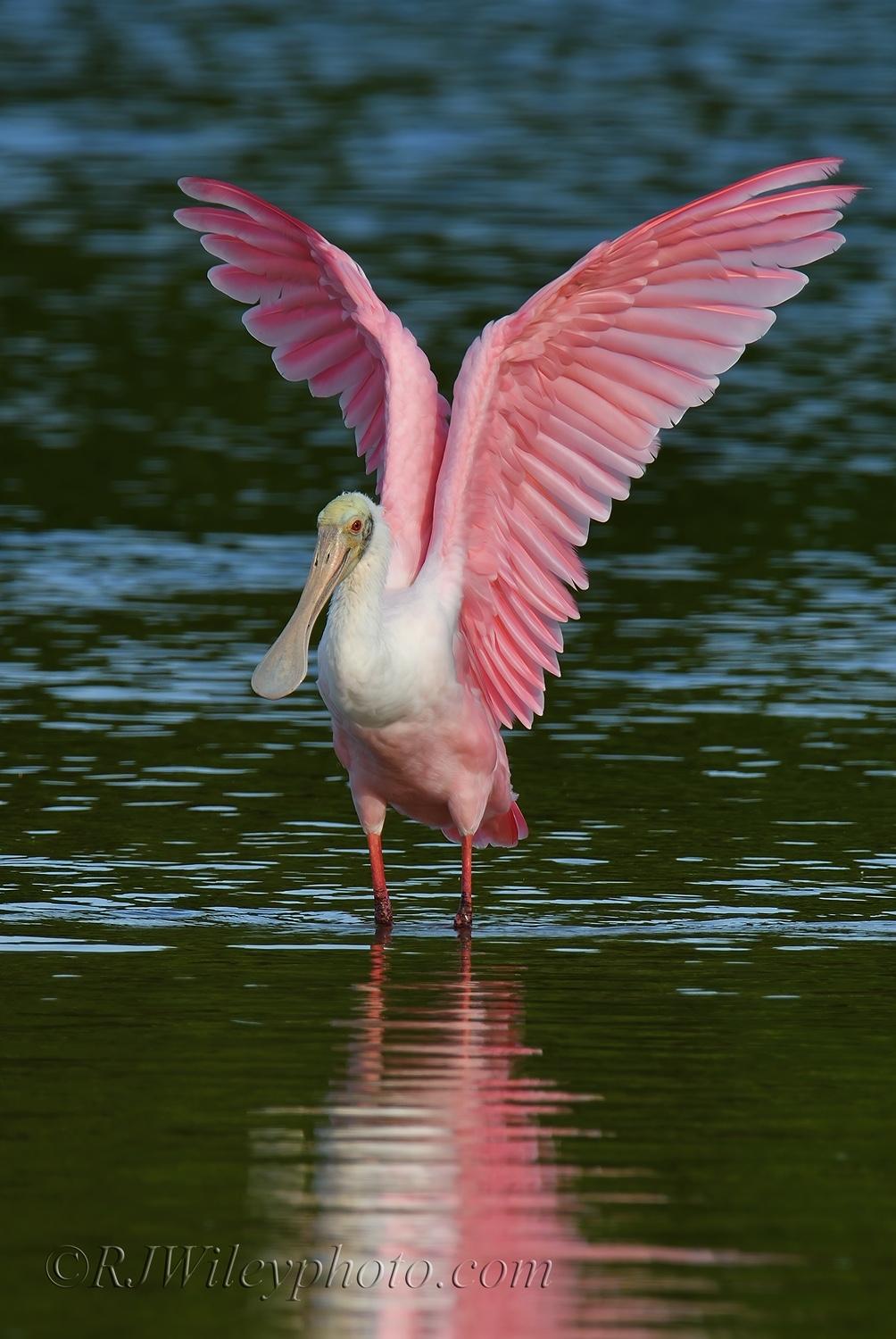 Roseate Spoonbill_copyright RJ Wiley | National Parks Traveler