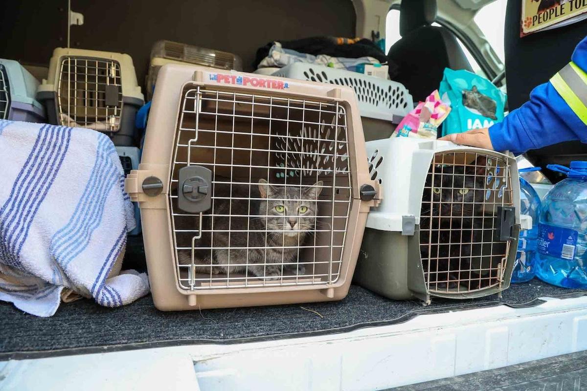 The Hinton & District SPCA is caring for 15 pets rescued from Jasper by a bylaw officer.