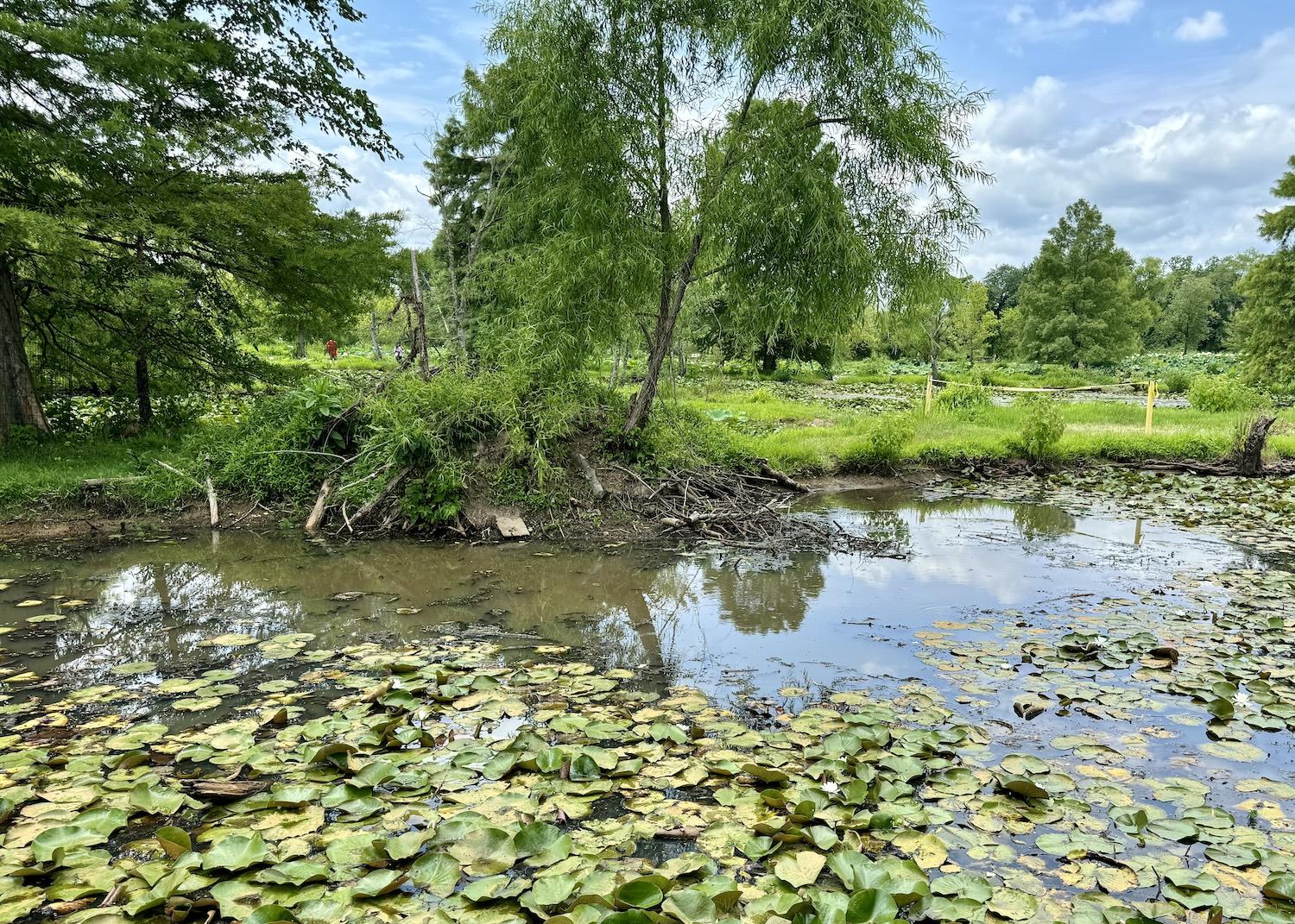 To protect a beaver lodge, the NPS has closed the area around it at Kenilworth Park & Aquatic Gardens.