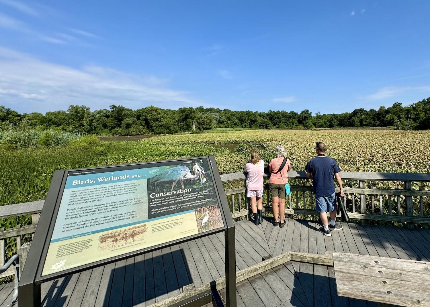 A boardwalk at Kenilworth Park & Aquatic Gardens leads to Kenilworth Marsh.