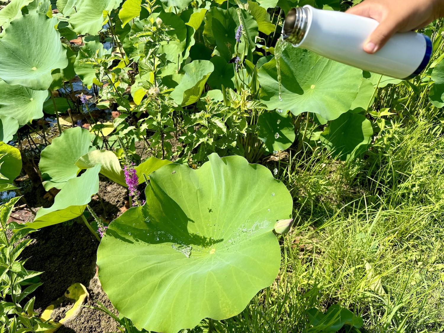 Lotus leaves are hydrophobic and repel water.