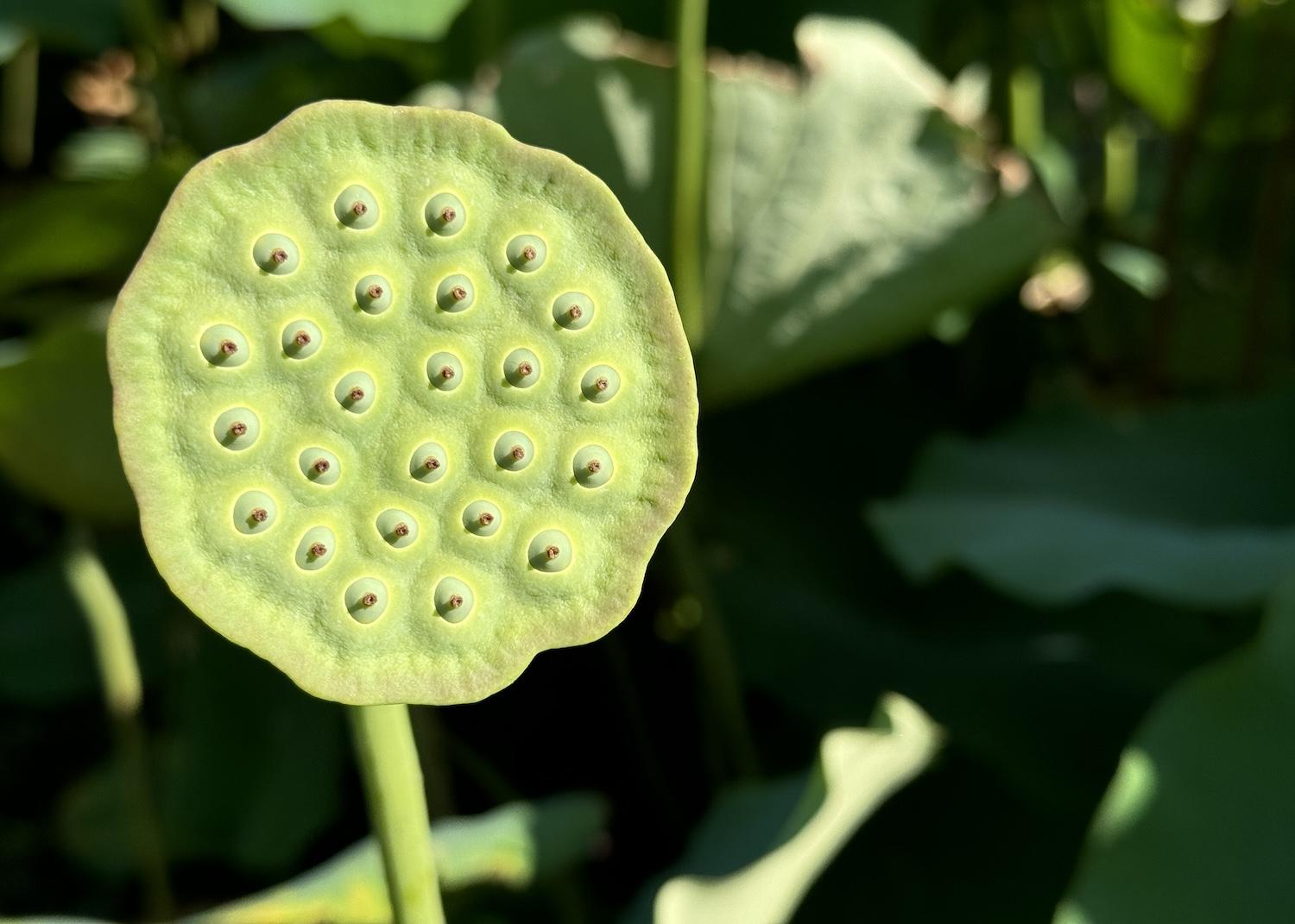 When the lotus seed pod drops its petals, it turns brown and often gets reused in floral arrangements.