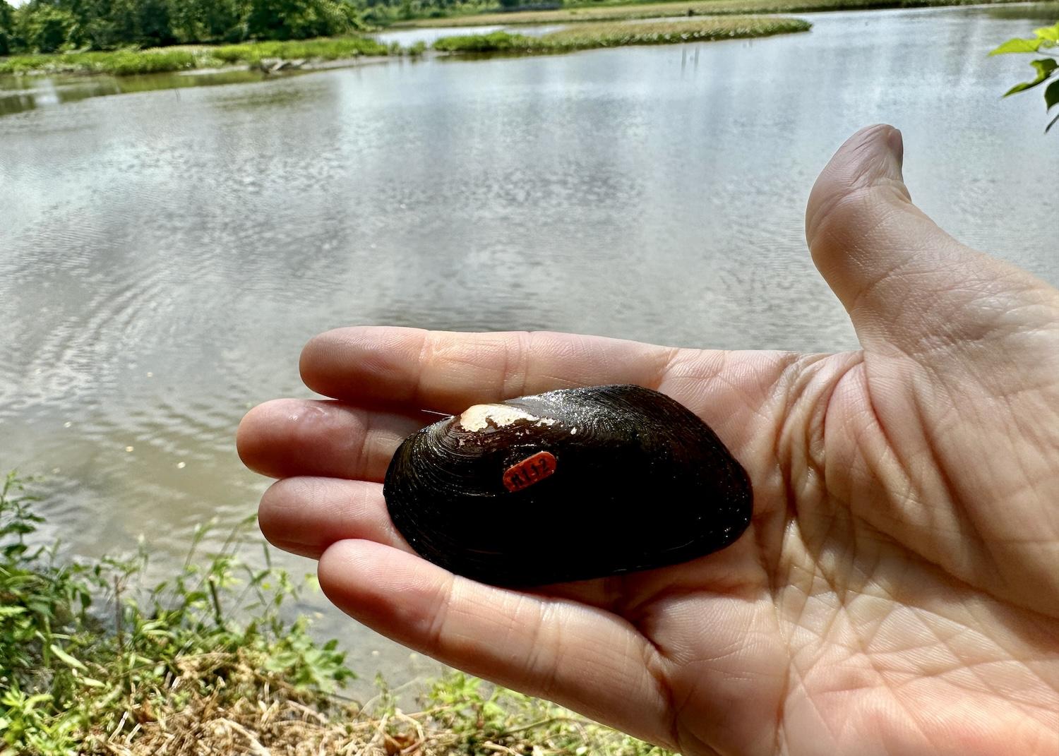 Getting ready to toss mussel M112 (an eastern elliptio) into Kenilworth Marsh.