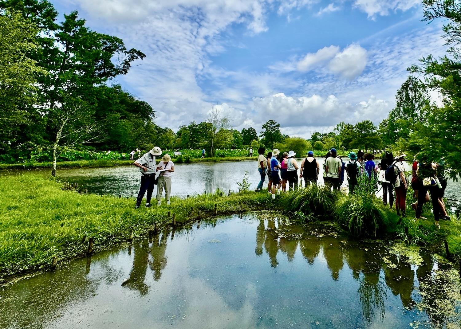 People gather for a mussel walk/talk at one of Kenilworth Park's water lily ponds while other visitors visitor the lotus and lily ponds in the background.