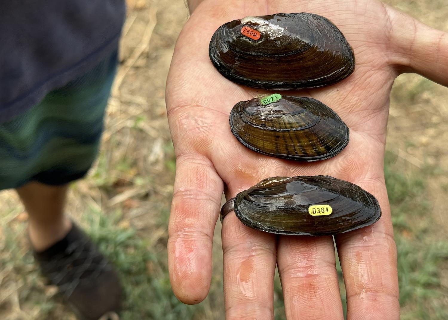 The Anacostia Watershed Society prepares to release three types of freshwater mussels into Kenilworth Marsh.