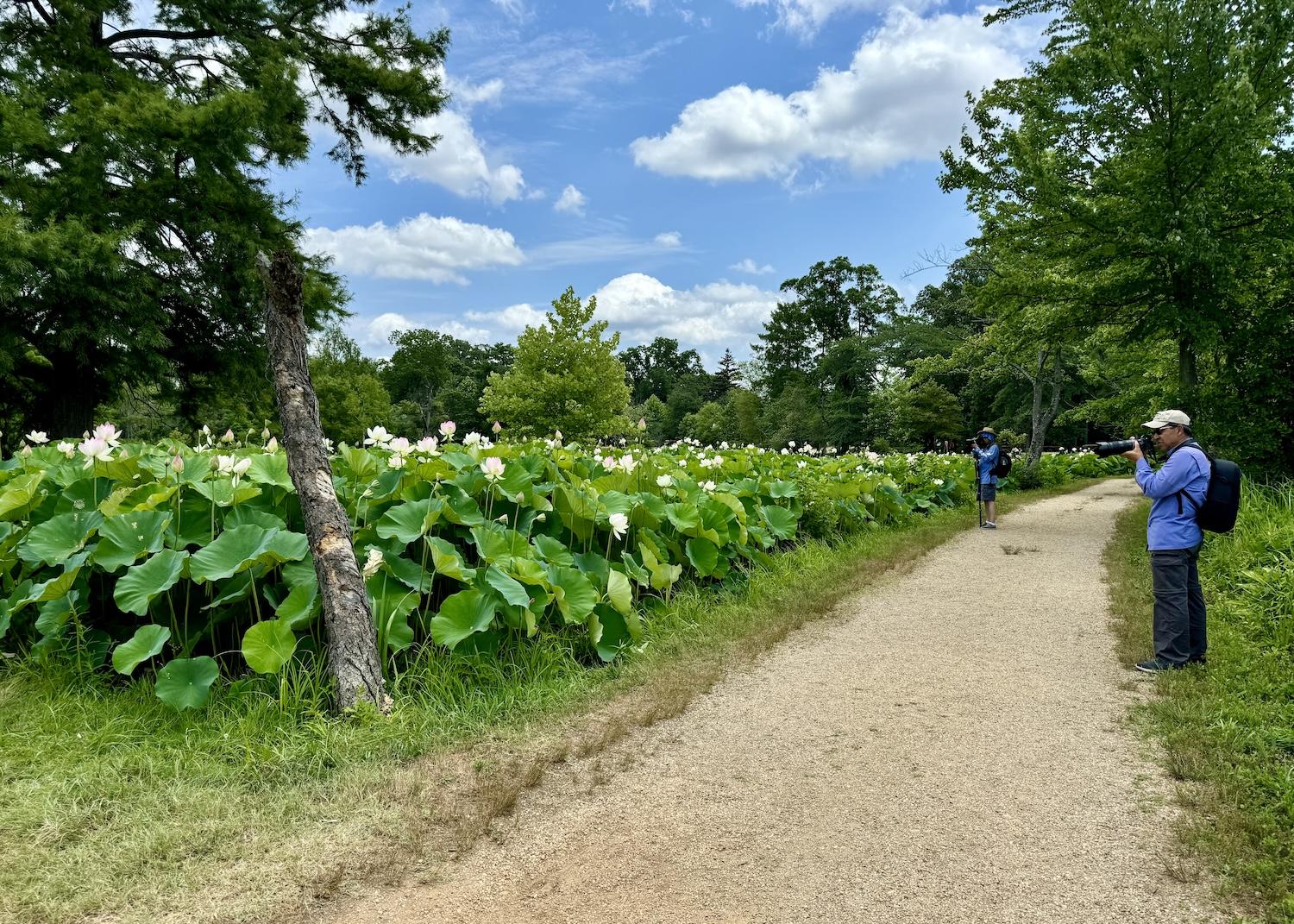 Birders and photographers flock to the lotus ponds at Kenilworth Park & Aquatic Gardens.