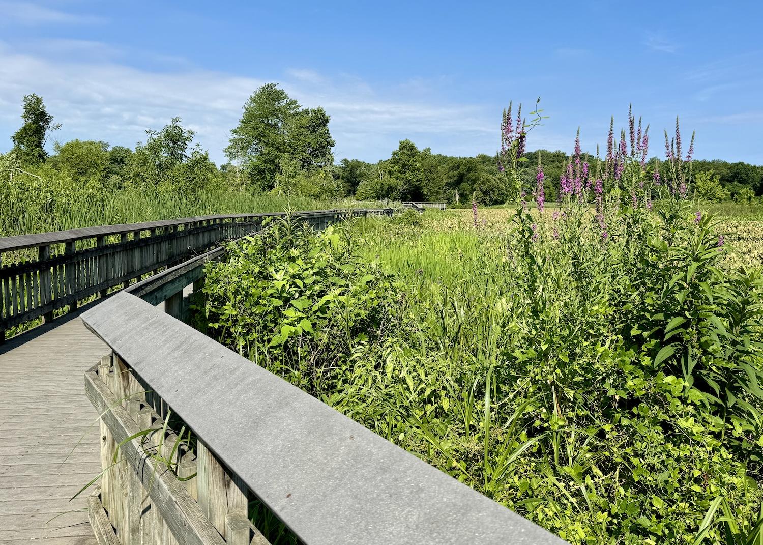 Along Kenilworth's boardwalk, pickerelweed grows. Its roots stabilize the pond banks.