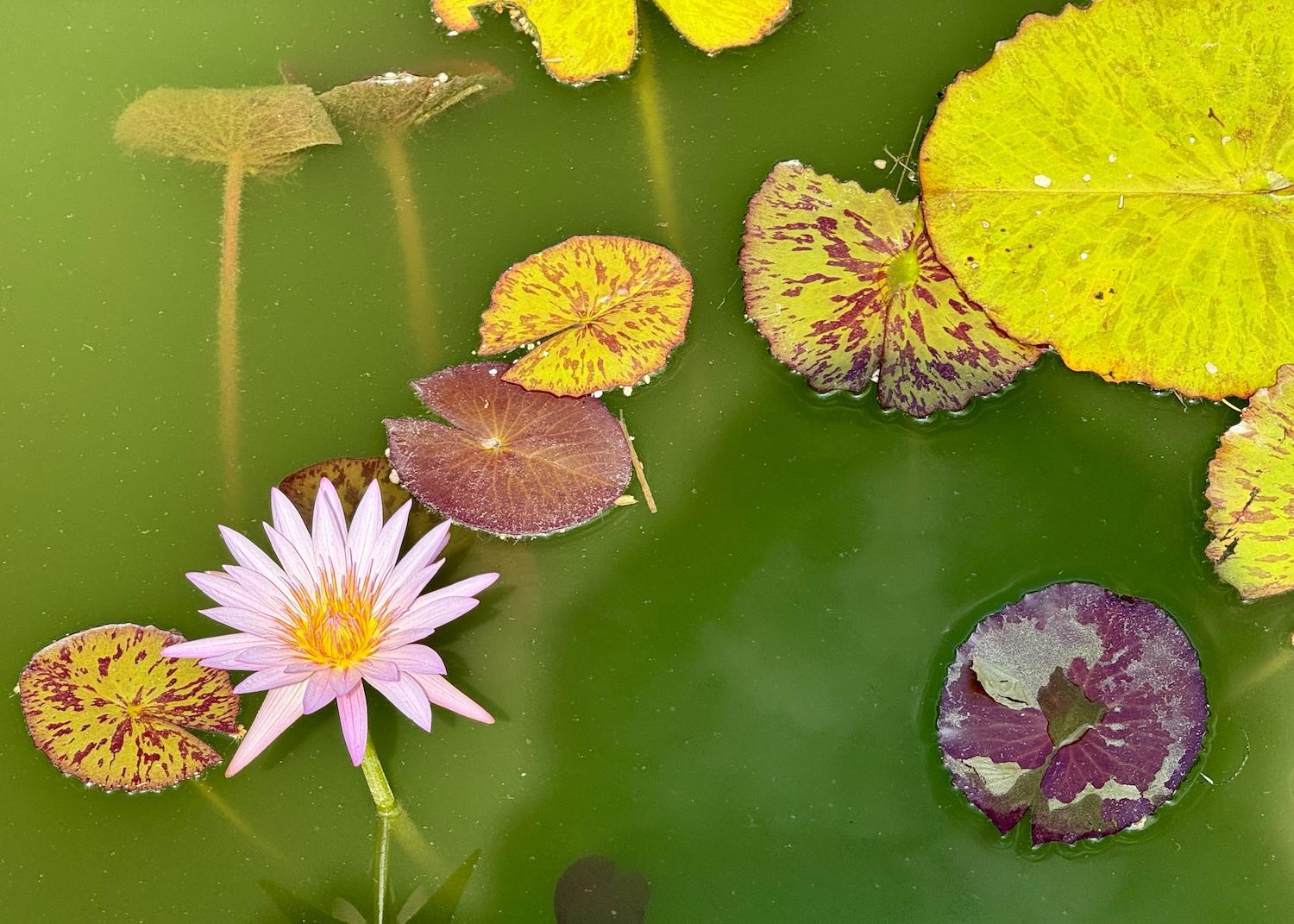 Photographing water lilies in the ponds at Kenilworth Park & Aquatic Gardens is addictive.