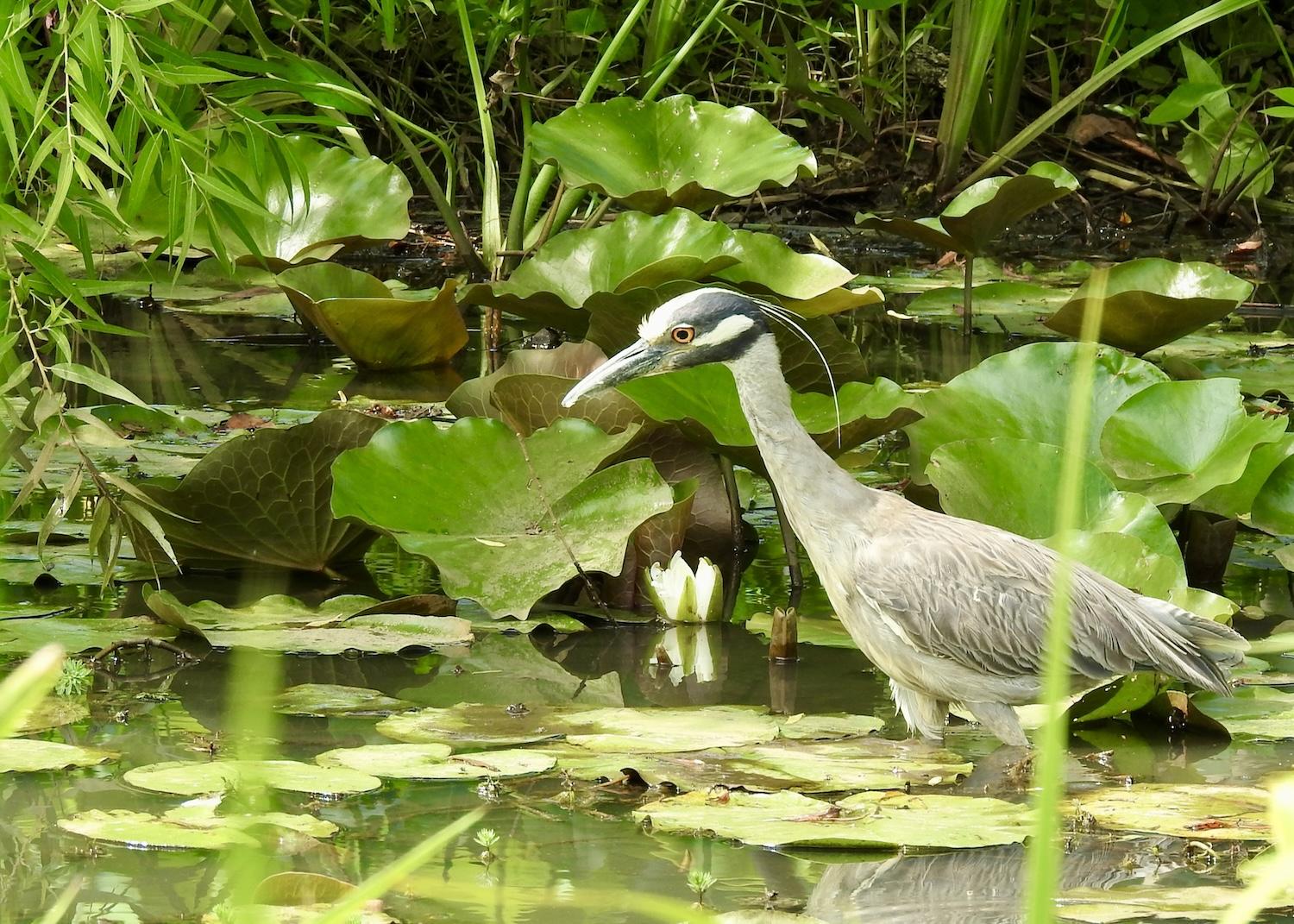 This Yellow-crowned night heron has been delighting visitors at Kenilworth Park & Aquatic Gardens.