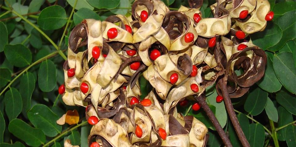 Seed pod of the invasive lopa tree at National Park of American Samoa/NPS