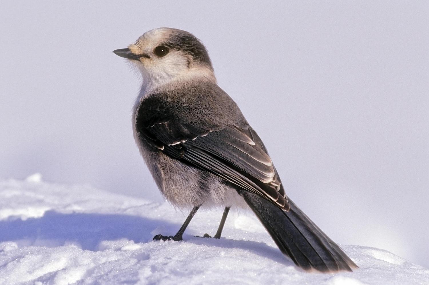 More freeze-thaw events are harming the Canada's Jay winter food supply.