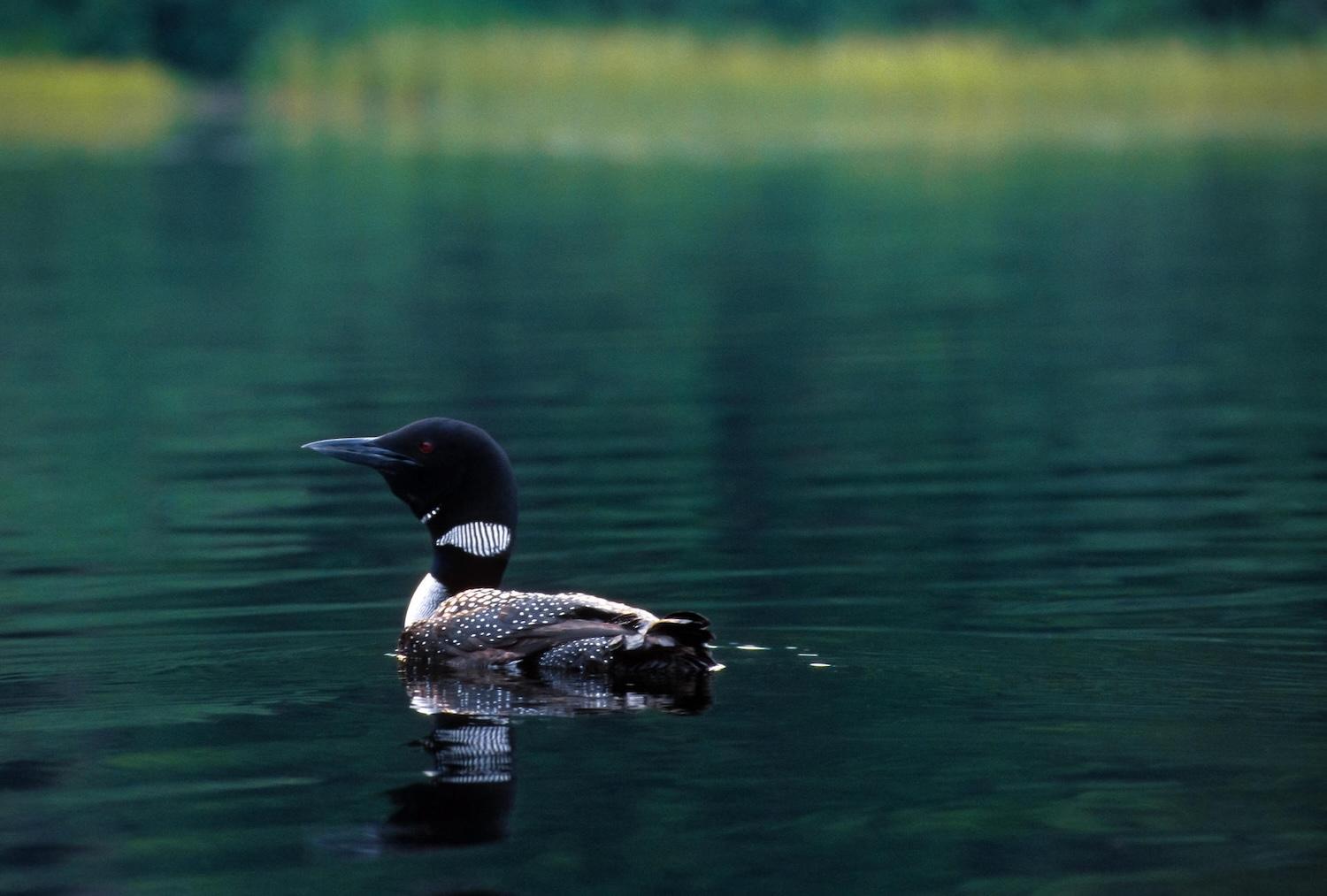 In Canada, the Common Loon could be driven north due to climate change.