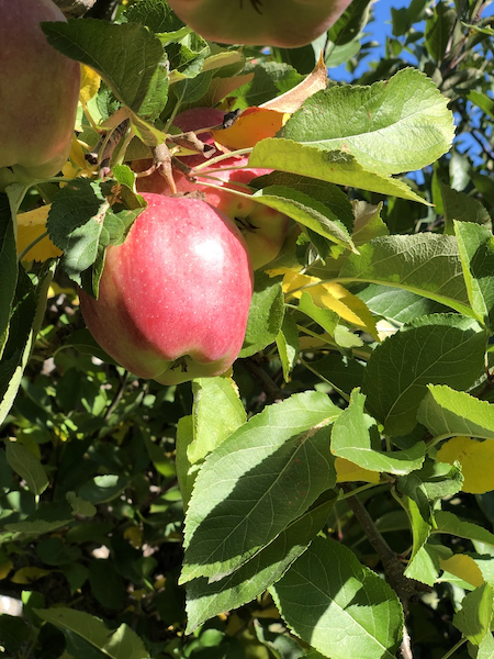 A fall hike at North Cascades could prove fruitful/John Newhoff