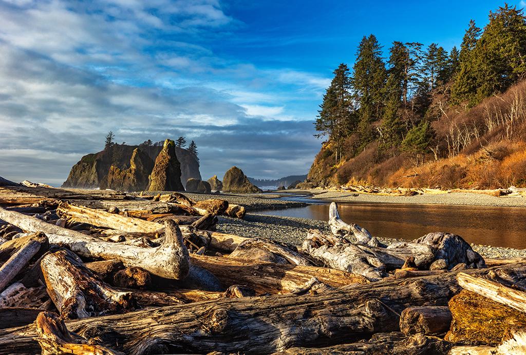 A Ruby Beach logjam at the end of the trail, Olympic National Park / Rebecca Latson