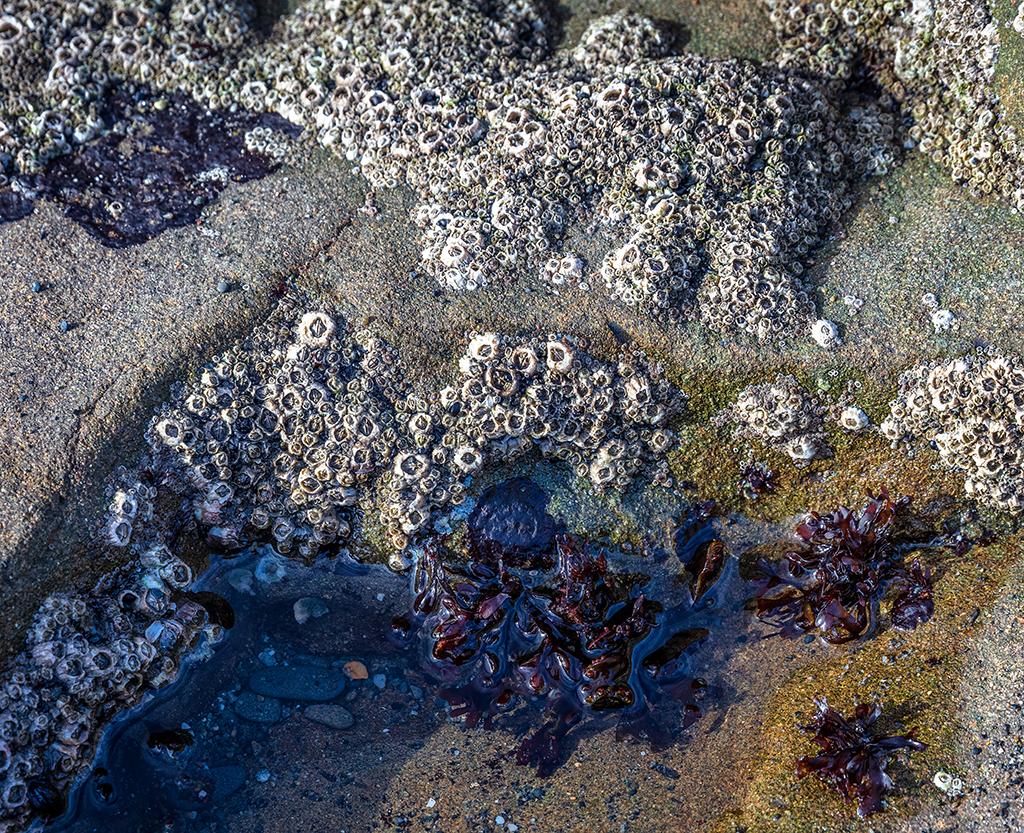 Winter tide pool denizens, Beach 4, Olympic National Park / Rebecca Latson