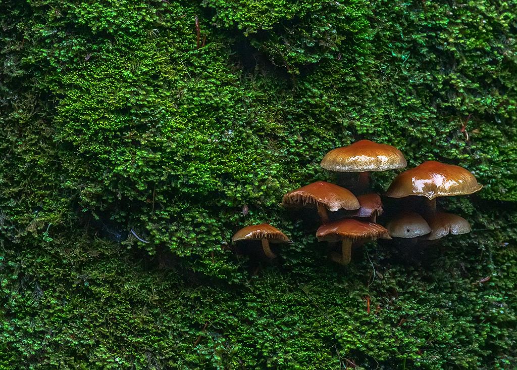 Brown on green, Quinault Rainforest, Olympic National Park / Rebecca Latson