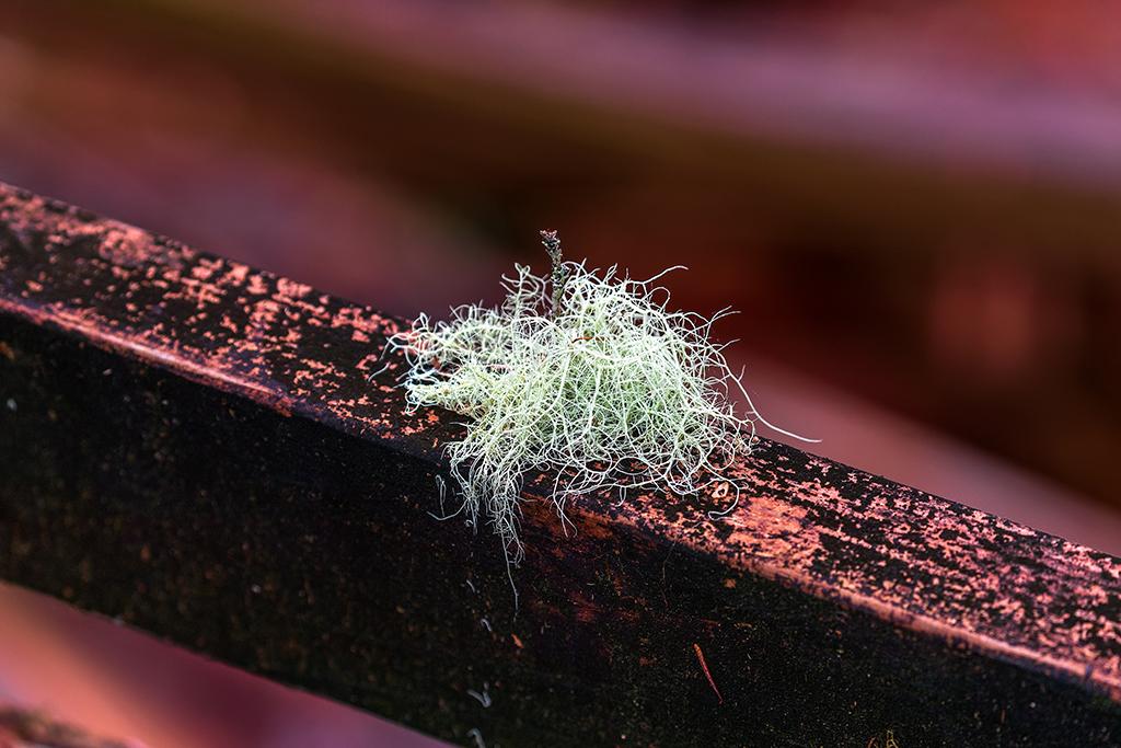 Fruticose lichen, Quinault Rainforest, Olympic National Park / Rebecca Latson