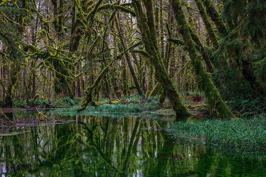 Haunting scenery, Quinault Rainforest, Olympic National Park / Rebecca Latson