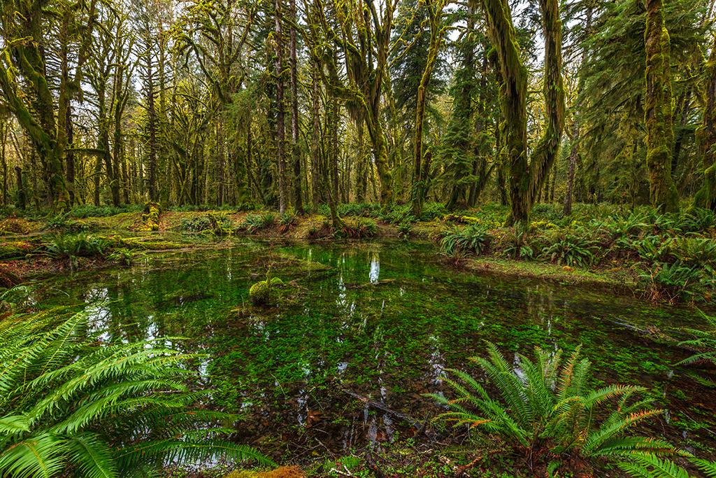 Rainforest reflections, Quinault Rainforest, Olympic National Park / Rebecca Latson
